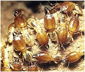 Little Known Termite Facts